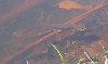 newt3_10