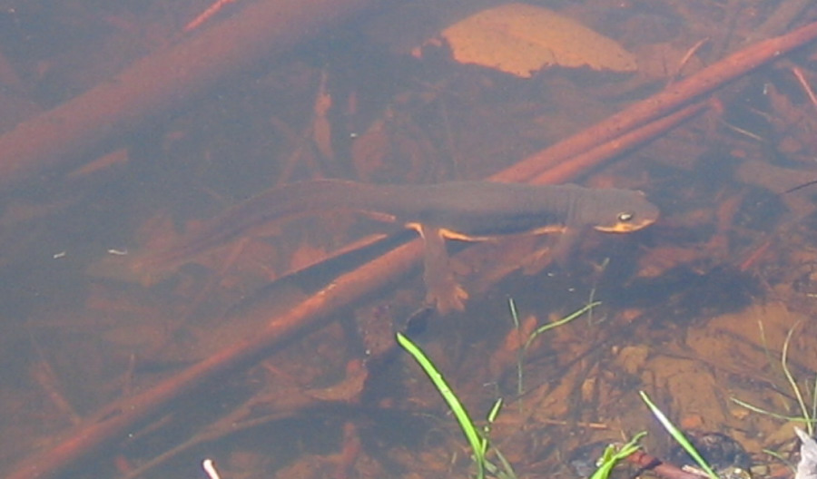 newt3_10