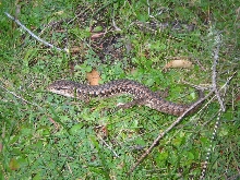 Northern