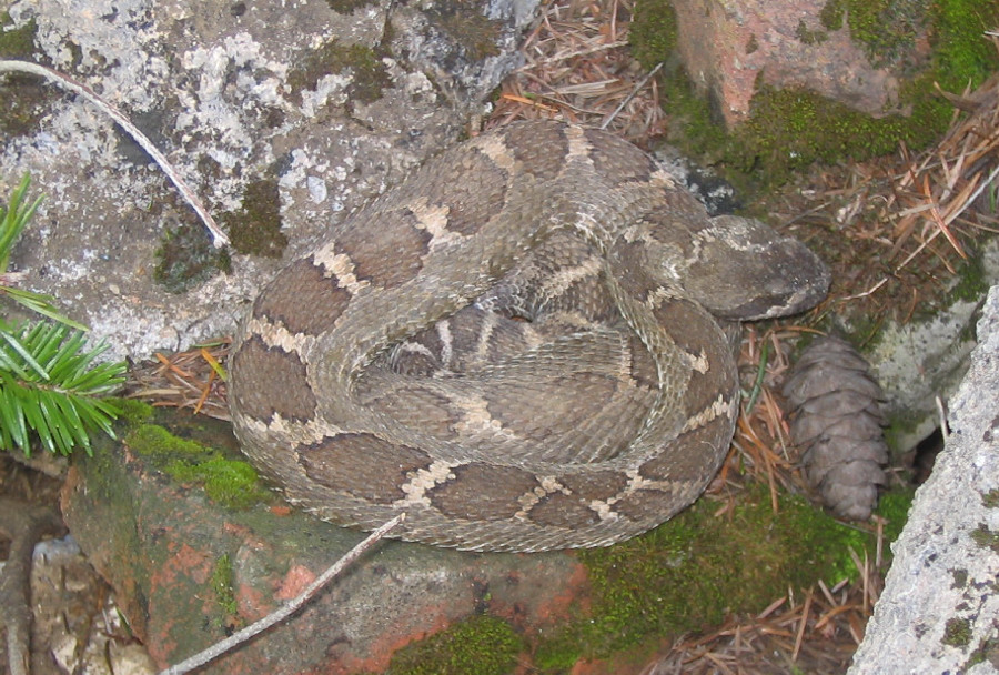 rattler3_10