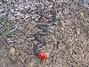 ringneck3_10