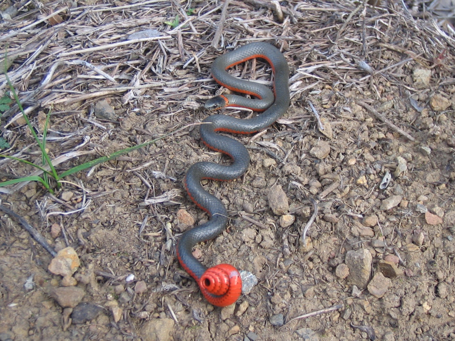 ringneck3_10