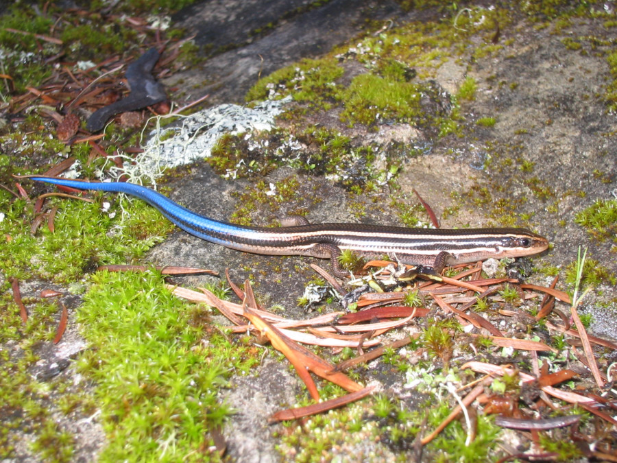 skink3_10