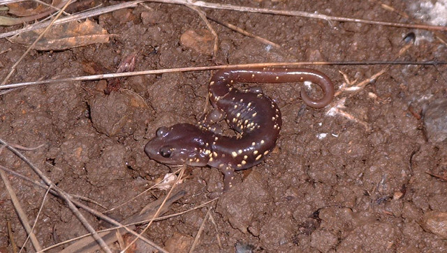 aneides