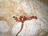 baby zonata