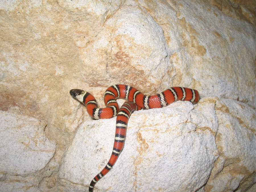 baby zonata