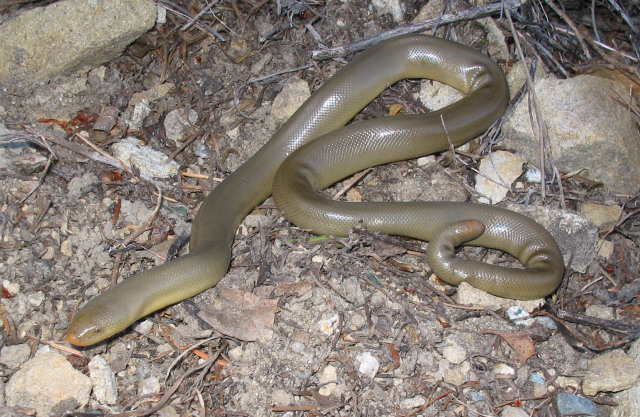 boa