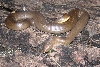 battle scarred female