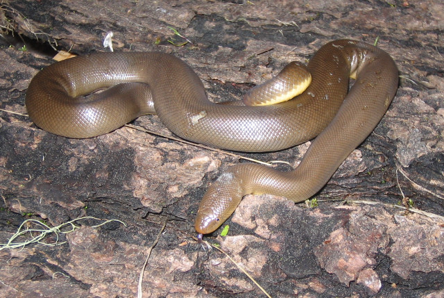 battle scarred female