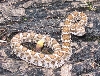 crotalus