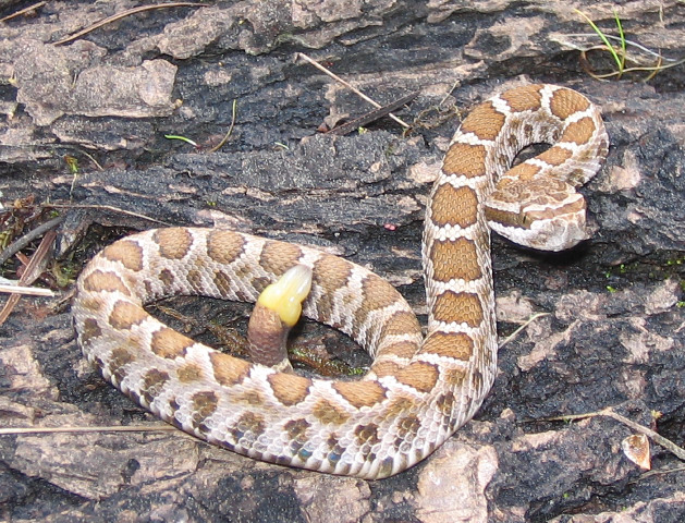 crotalus