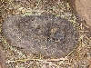 crotalus