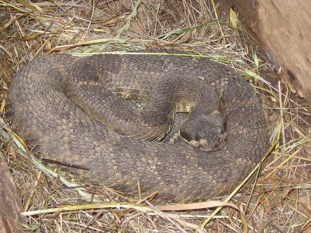 crotalus