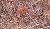 ensatina