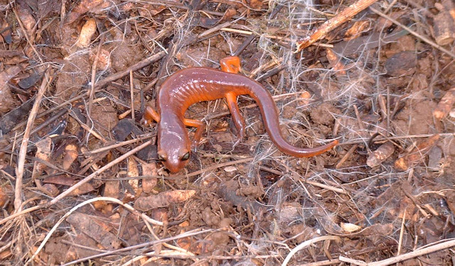 ensatina