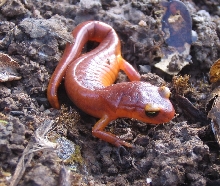 ensatina3_10