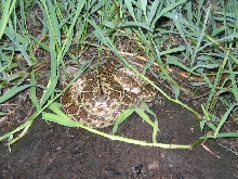 gopher