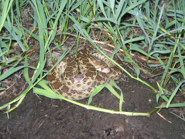 gopher