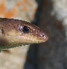 gilberts head shot