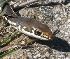 Whipsnake head shot