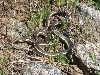 whipsnake