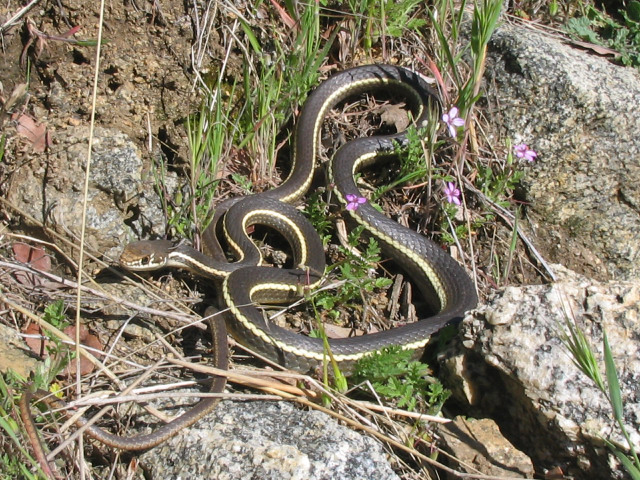 whipsnake