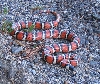 zonata 3