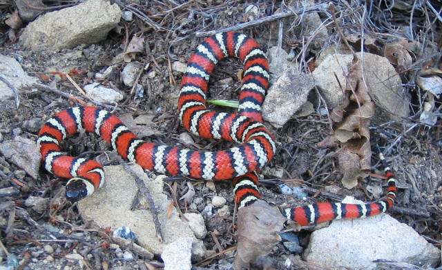 zonata 4