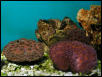 Saltwater - Austin Aquariums