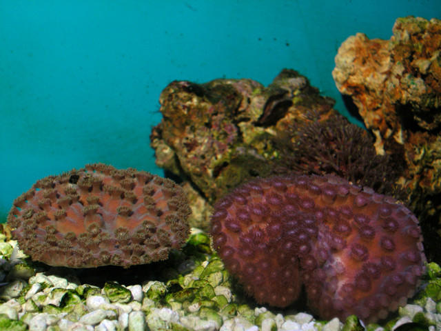 Saltwater - Austin Aquariums