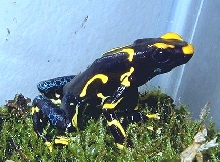 female Alanis tinctorius