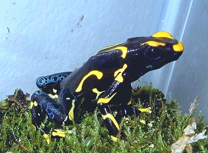 female Alanis tinctorius