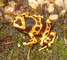 Flame, male D. Luecomelas
