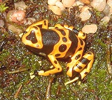 Flame, male D. Luecomelas