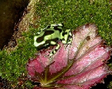 Gizmo, a d. Auratus