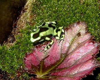 Gizmo, a d. Auratus