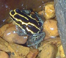 Lilly, a female D. Ventrimaculatus