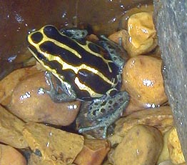 Lilly, a female D. Ventrimaculatus