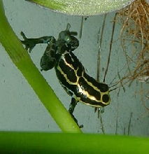 Lucky, male d. Ventrimaculatus