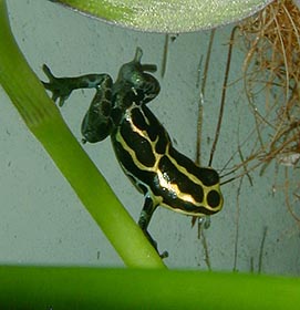 Lucky, male d. Ventrimaculatus