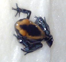 newly morphed tinc froglet