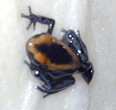 newly morphed tinc froglet