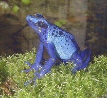 Rain, a D. Azureus