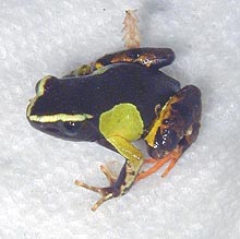 Painted Mantella
