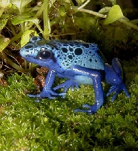 Smurf, a D. Azureus