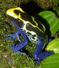 Tiki, a D. Tinctorius