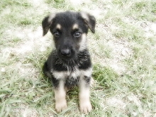Dirky 8 weeks