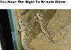 frog eyed geckos