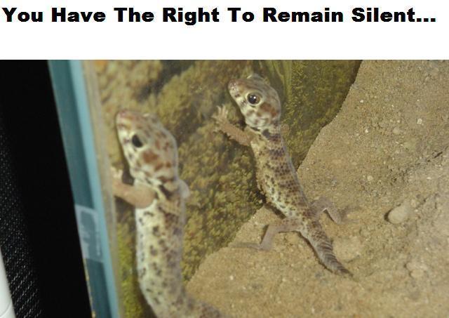 frog eyed geckos