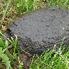 snapper 1